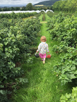Willow running amongst the strawberries at Tillington Court Farm
