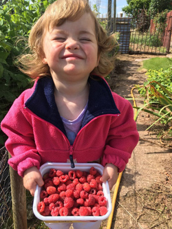 A tub full of raspberries and a very happy Willow
