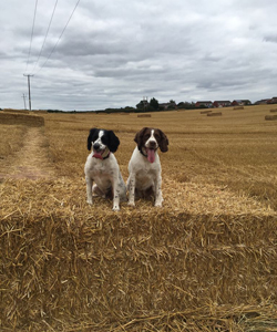 Our lovable spaniels Mae and Drake
